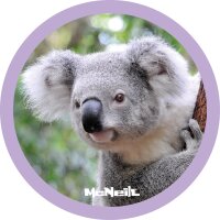 McAddys zu Schulranzen Dschungel: Koala