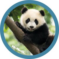 McAddys zu Schulranzen Dschungel: Panda
